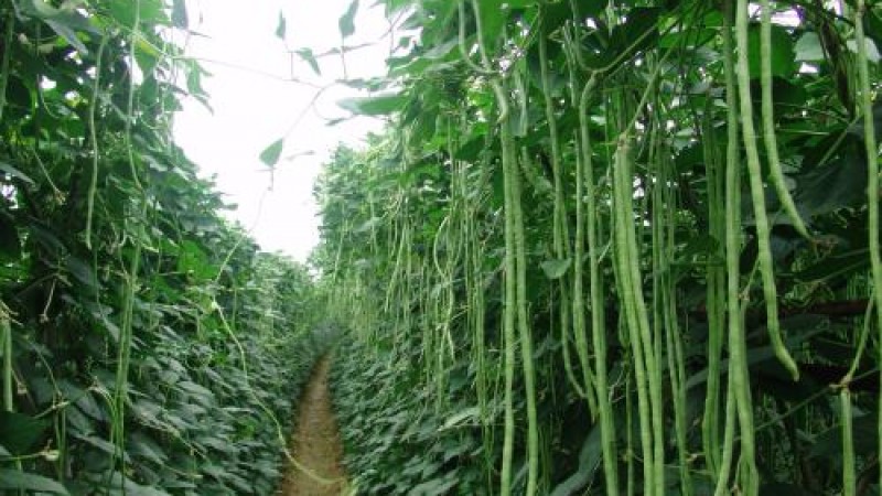 五素生活_豆角