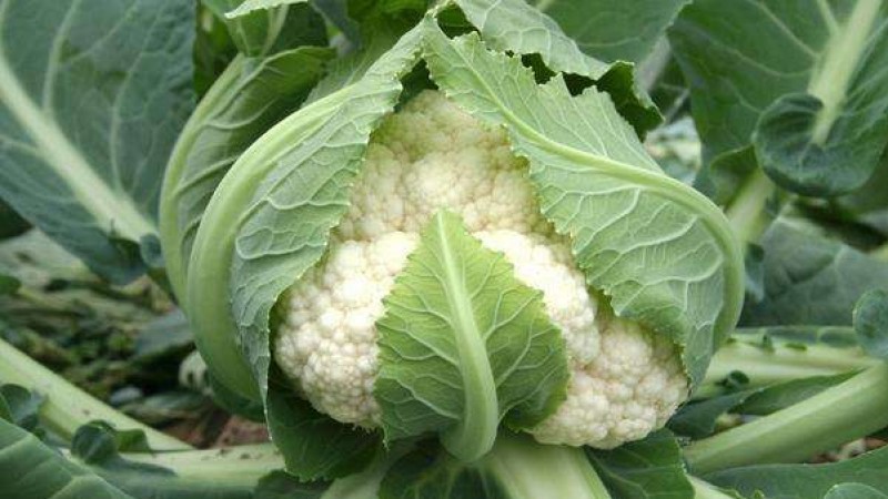 五素生活_花菜
